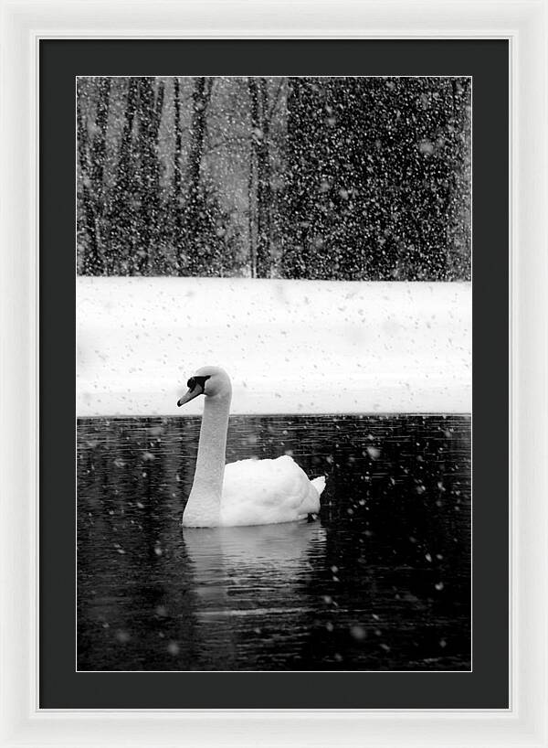 Black and White Swan Pictures - Framed Print