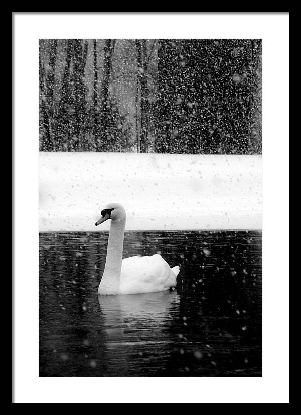 Black and White Swan Pictures - Framed Print