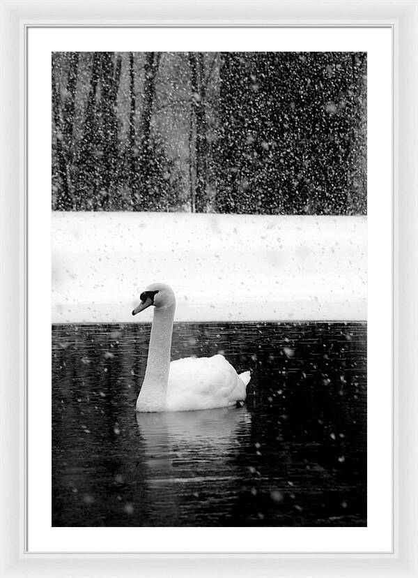 Black and White Swan Pictures - Framed Print