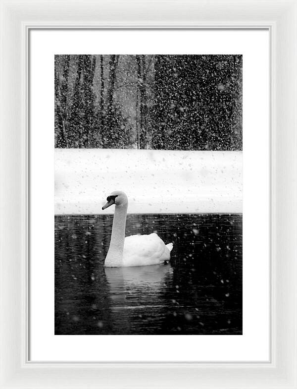 Black and White Swan Pictures - Framed Print