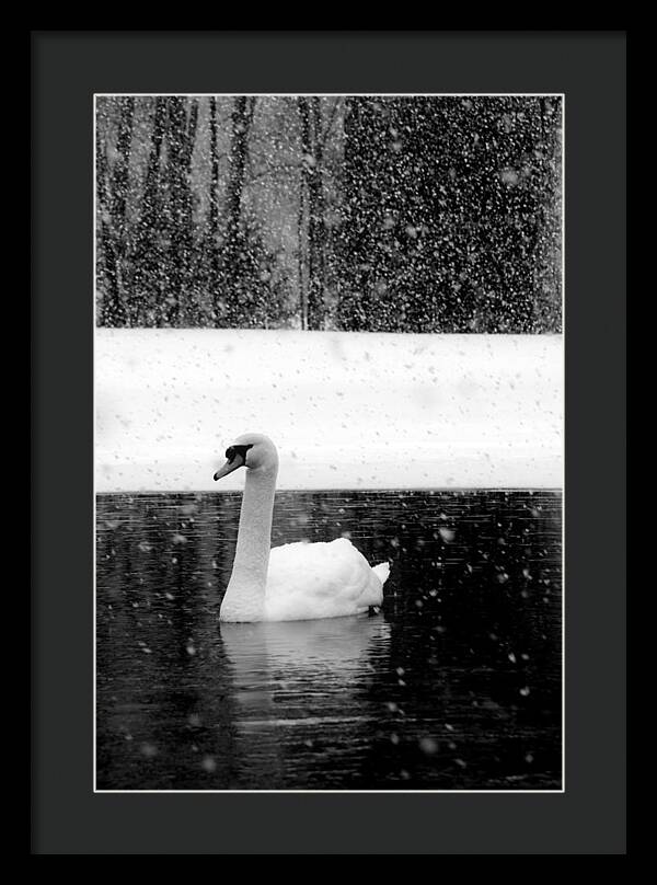 Black and White Swan Pictures - Framed Print