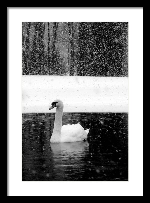 Black and White Swan Pictures - Framed Print