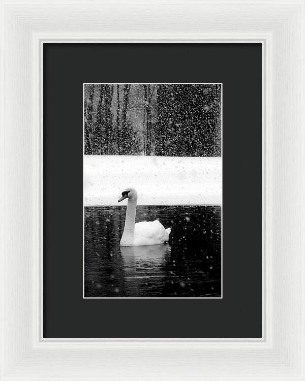 Black and White Swan Pictures - Framed Print