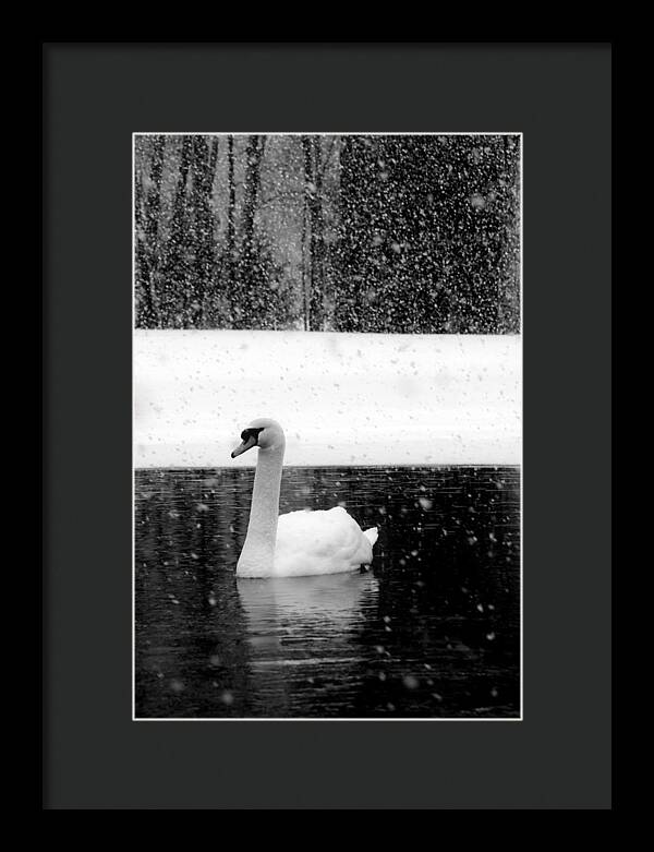 Black and White Swan Pictures - Framed Print