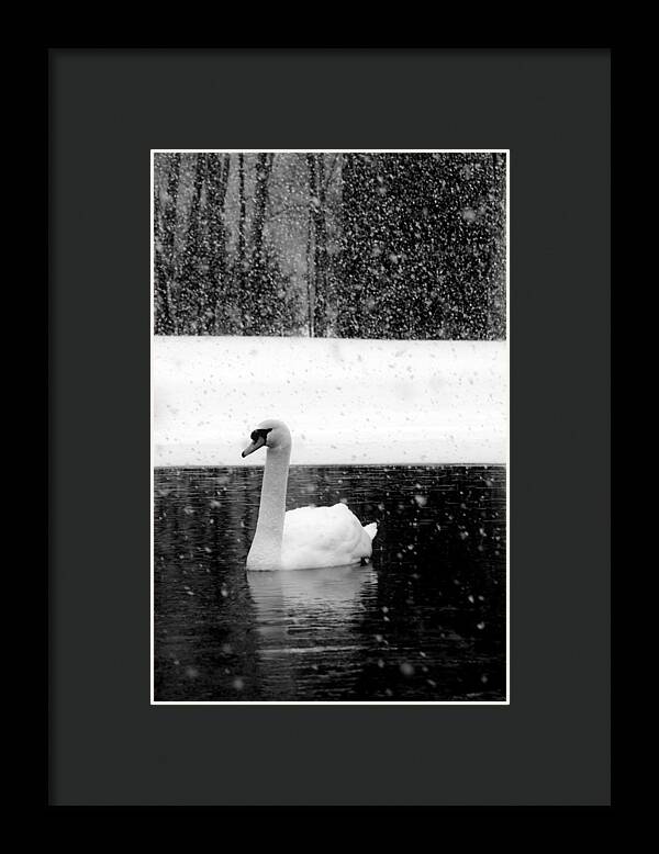 Black and White Swan Pictures - Framed Print