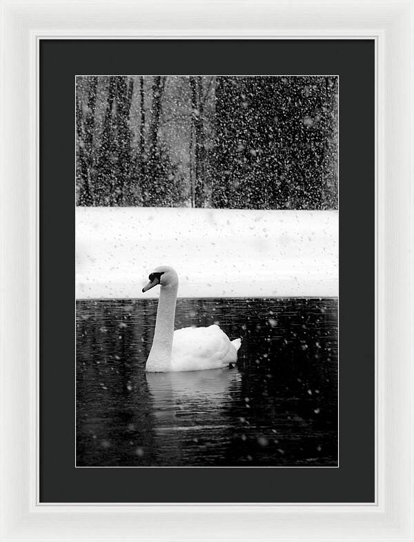 Black and White Swan Pictures - Framed Print