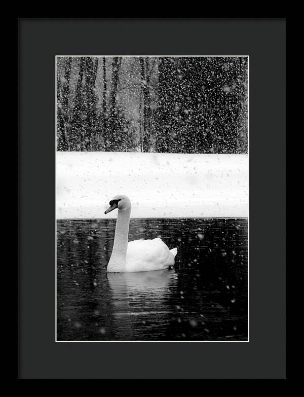 Black and White Swan Pictures - Framed Print