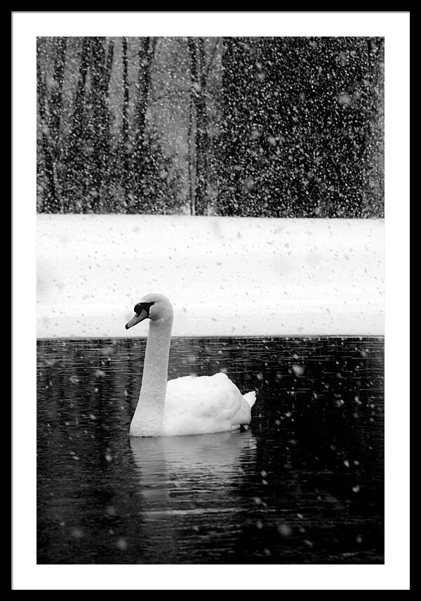 Black and White Swan Pictures - Framed Print