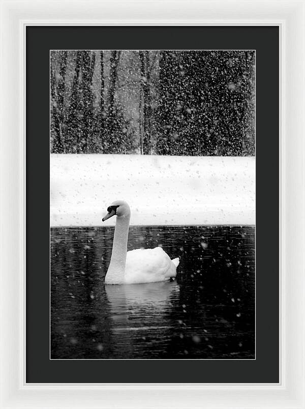 Black and White Swan Pictures - Framed Print