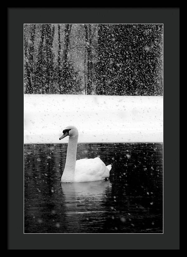 Black and White Swan Pictures - Framed Print