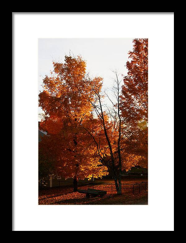 Fall Color Photos - Framed Print