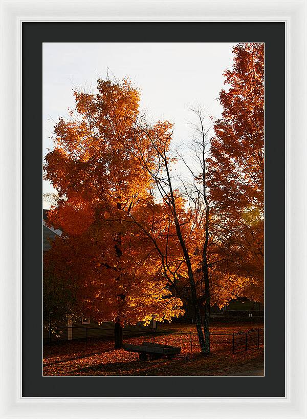 Fall Color Photos - Framed Print