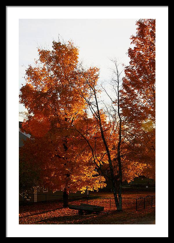 Fall Color Photos - Framed Print