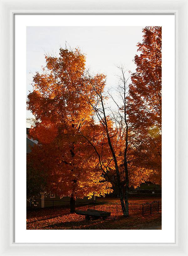 Fall Color Photos - Framed Print