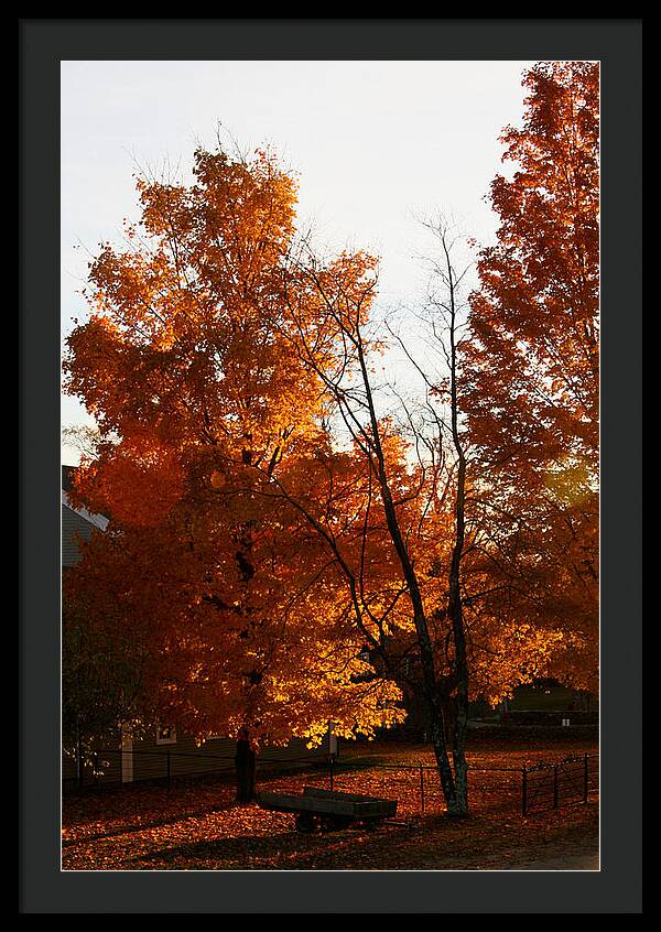 Fall Color Photos - Framed Print