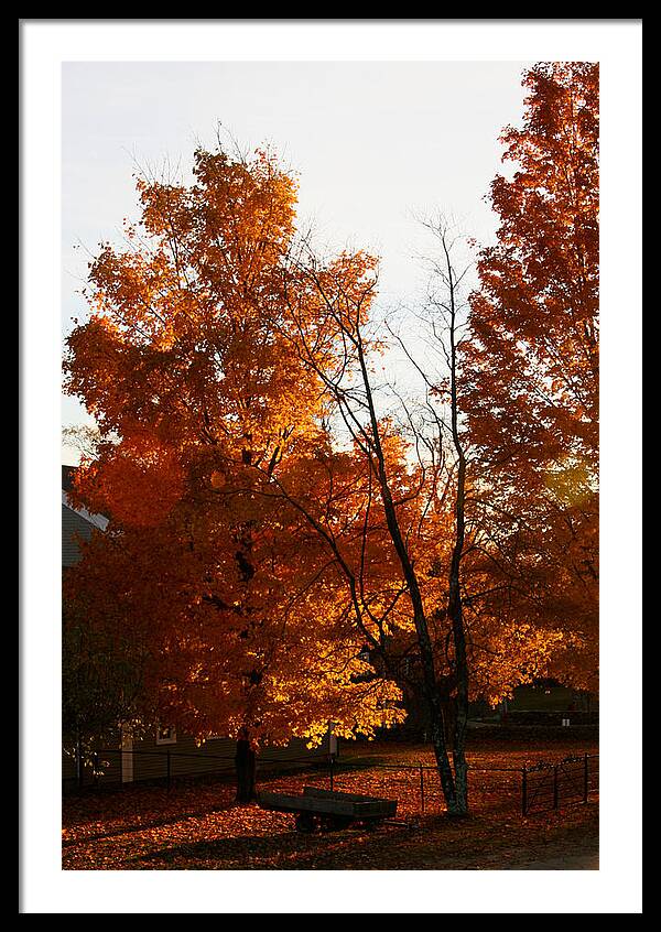 Fall Color Photos - Framed Print