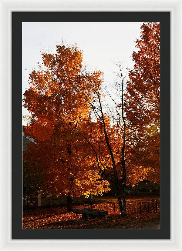 Fall Color Photos - Framed Print