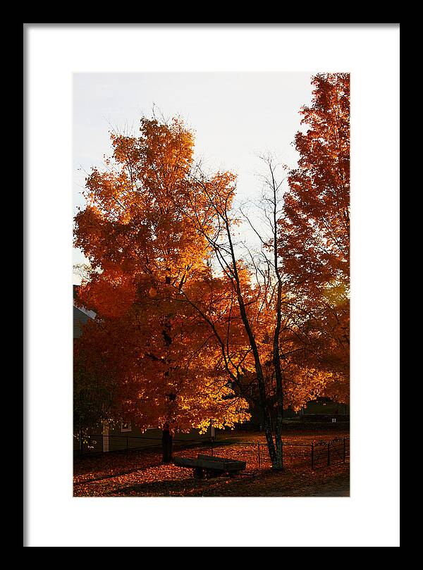 Fall Color Photos - Framed Print