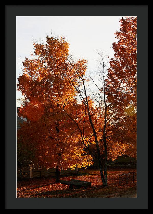 Fall Color Photos - Framed Print