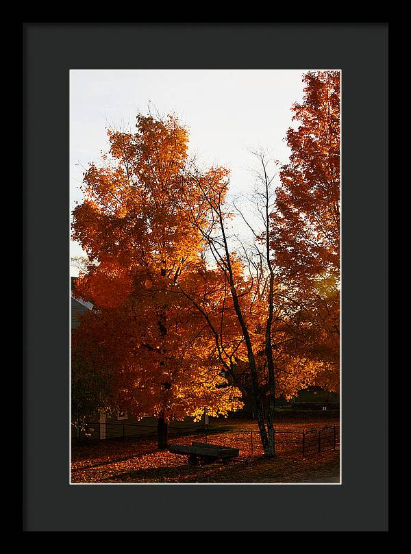 Fall Color Photos - Framed Print