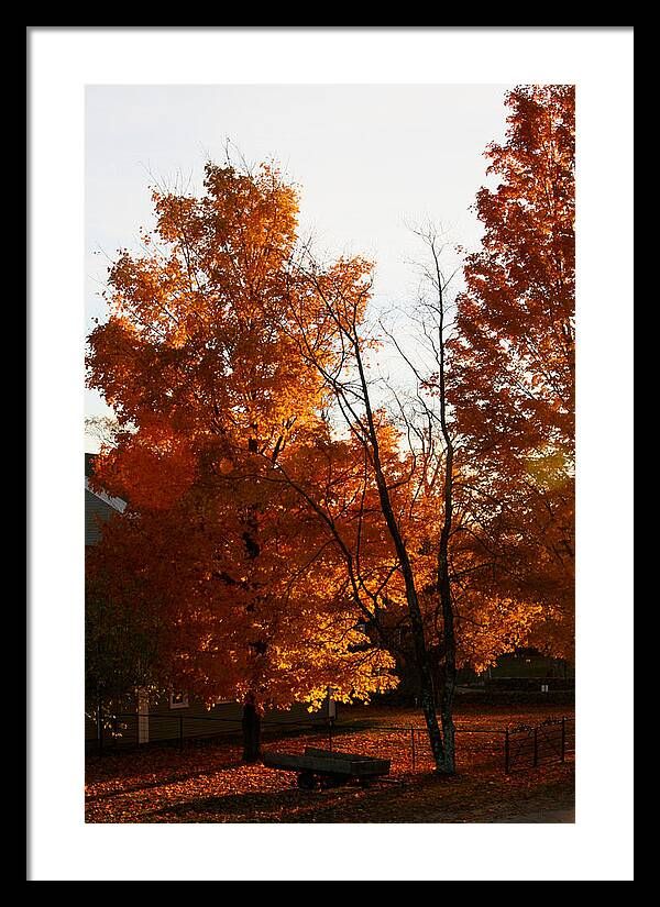 Fall Color Photos - Framed Print