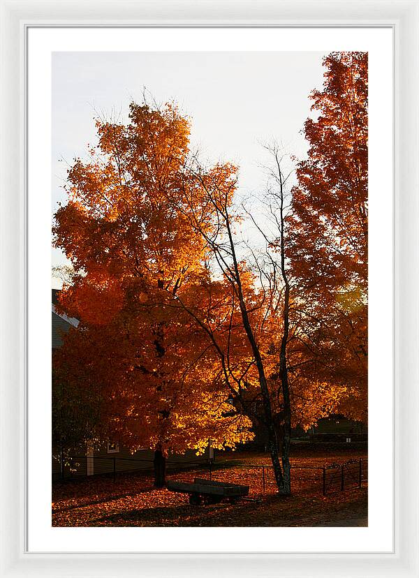 Fall Color Photos - Framed Print