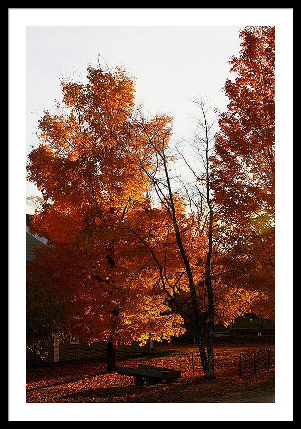 Fall Color Photos - Framed Print