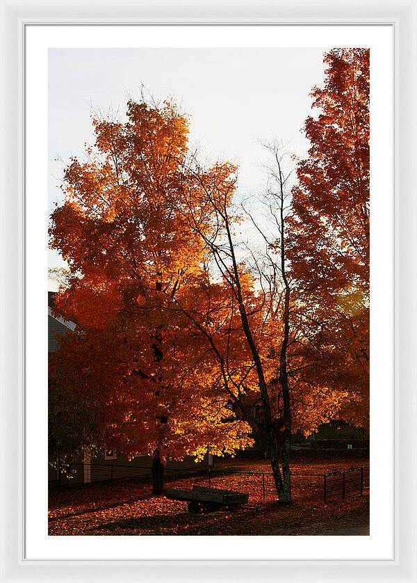 Fall Color Photos - Framed Print