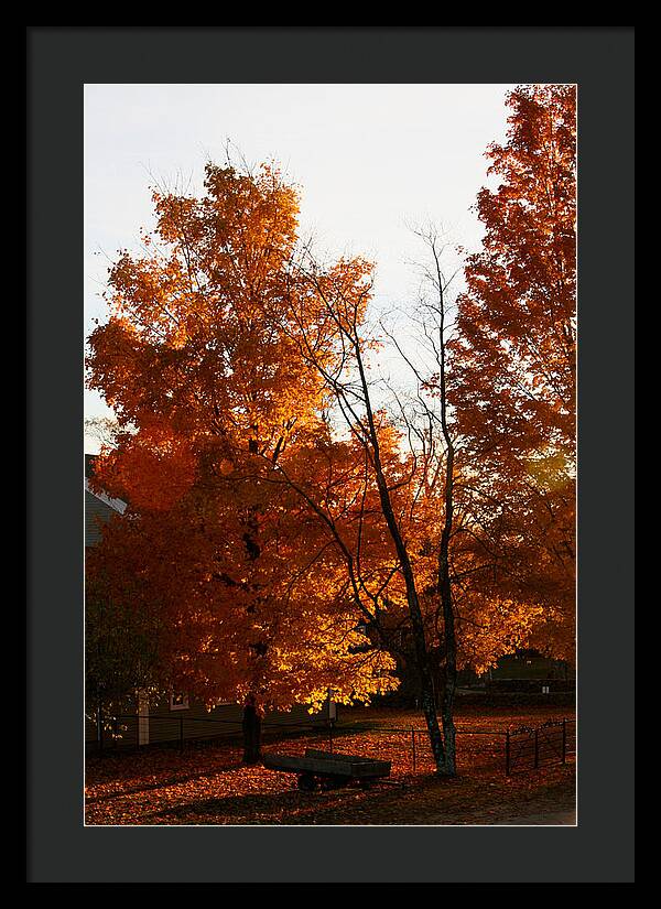 Fall Color Photos - Framed Print