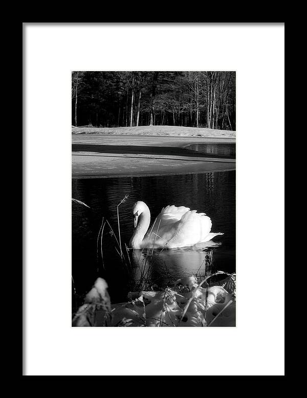 Images of Swans on Water - Framed Print