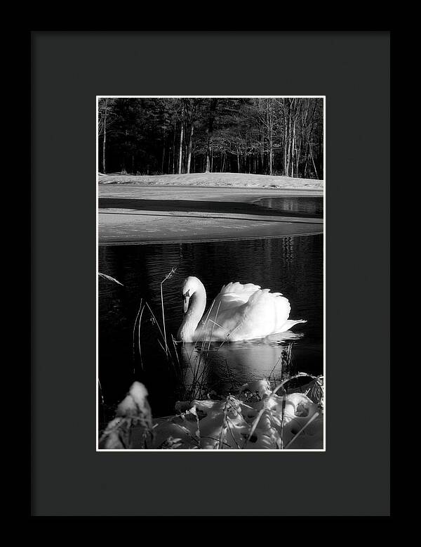 Images of Swans on Water - Framed Print