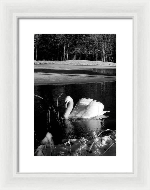 Images of Swans on Water - Framed Print