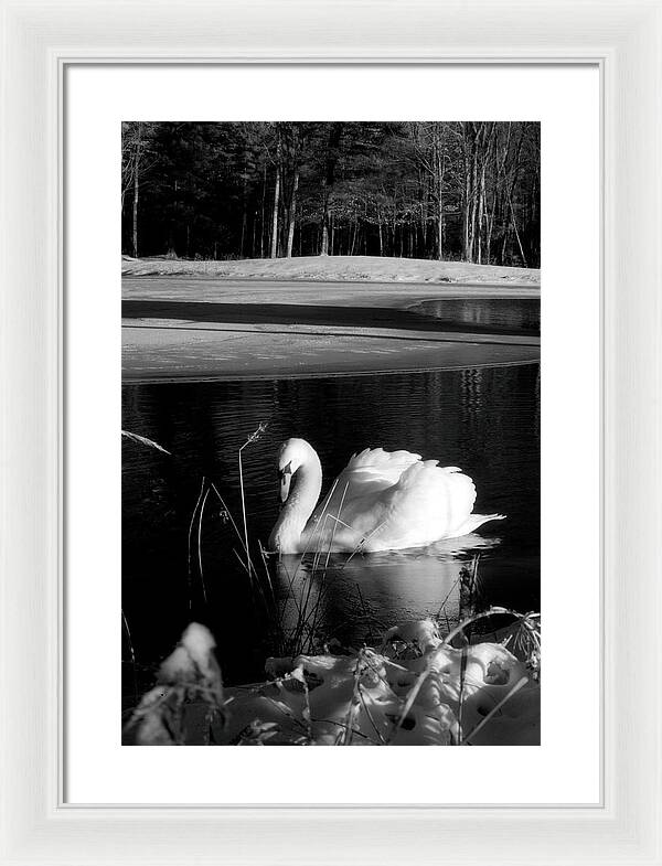 Images of Swans on Water - Framed Print