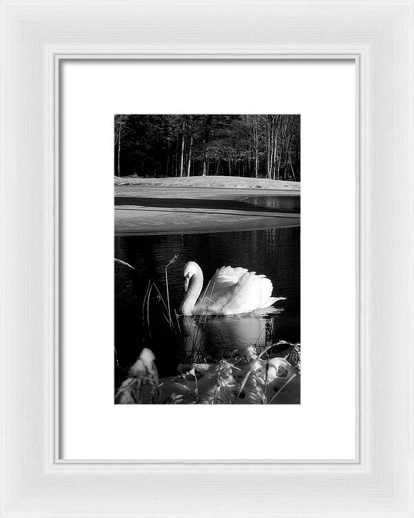 Images of Swans on Water - Framed Print