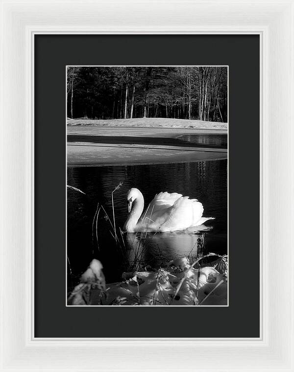 Images of Swans on Water - Framed Print