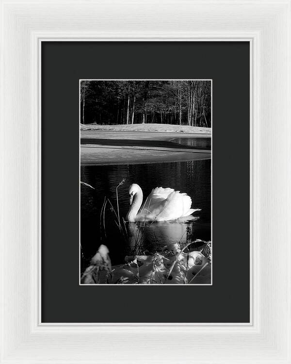 Images of Swans on Water - Framed Print