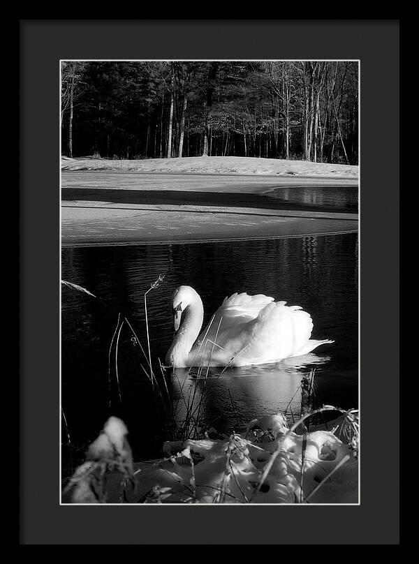 Images of Swans on Water - Framed Print