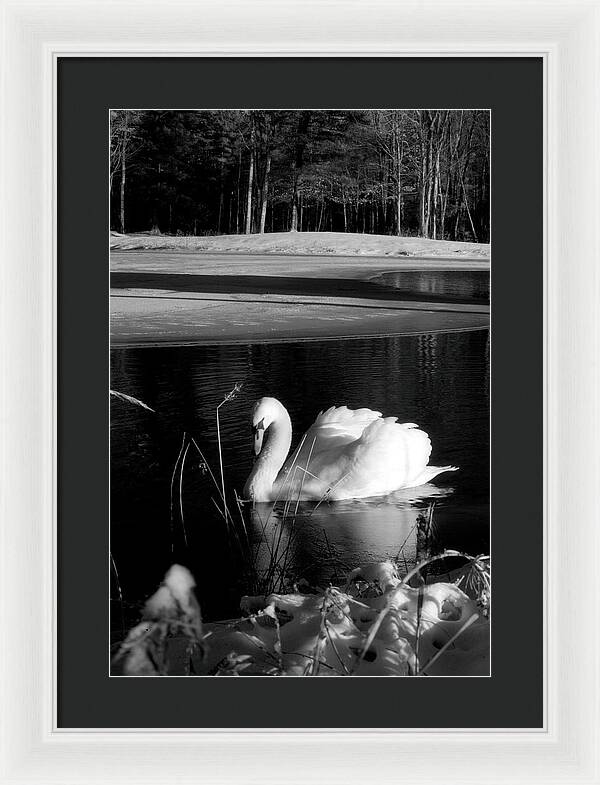 Images of Swans on Water - Framed Print