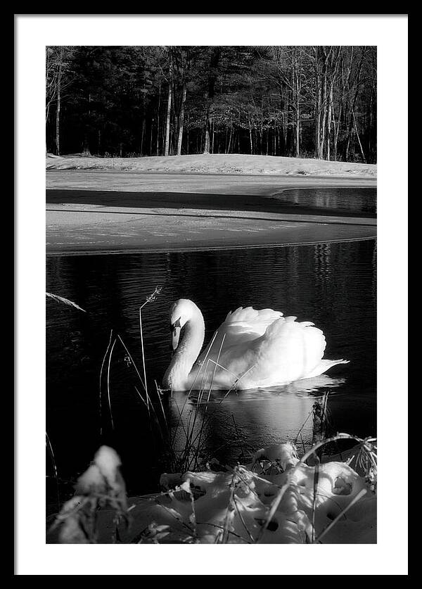 Images of Swans on Water - Framed Print