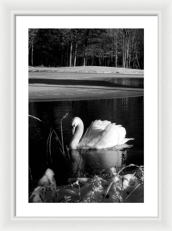 Images of Swans on Water - Framed Print