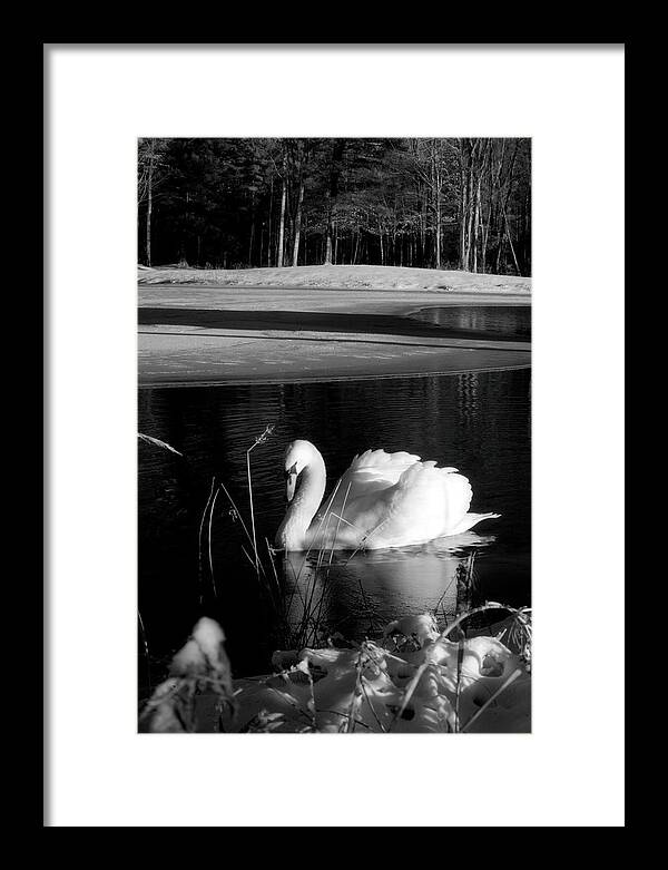 Images of Swans on Water - Framed Print