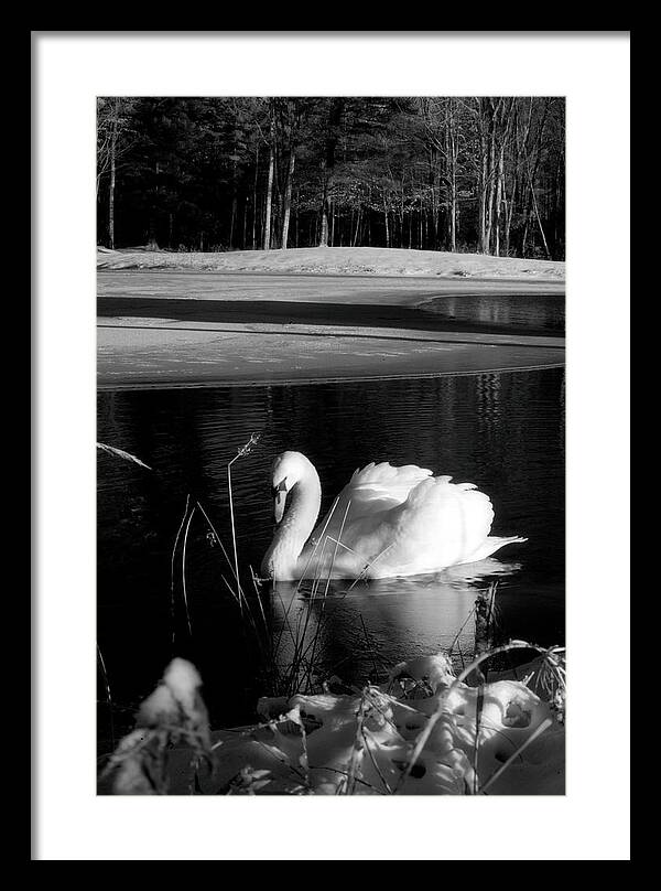 Images of Swans on Water - Framed Print