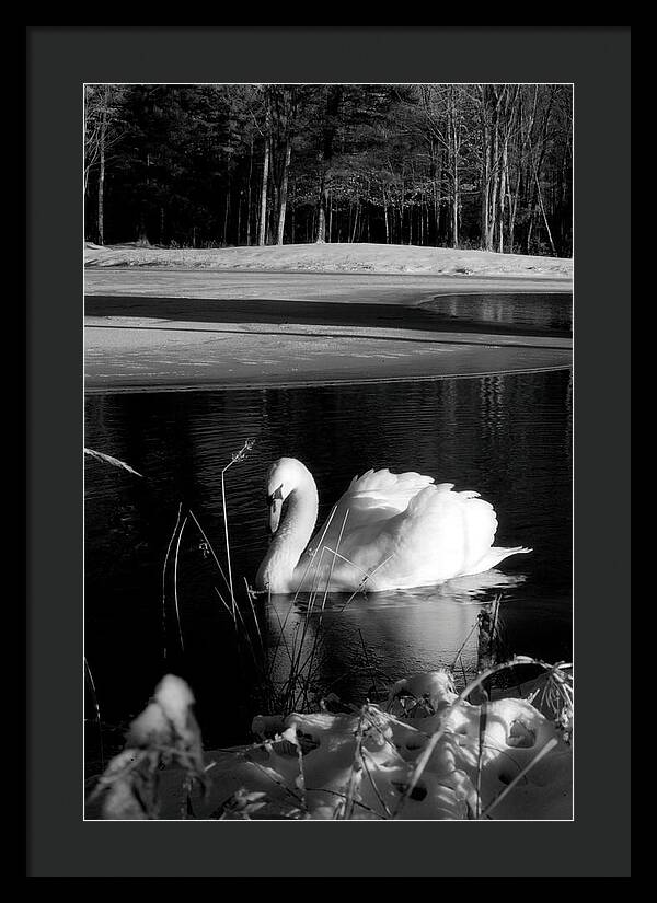 Images of Swans on Water - Framed Print