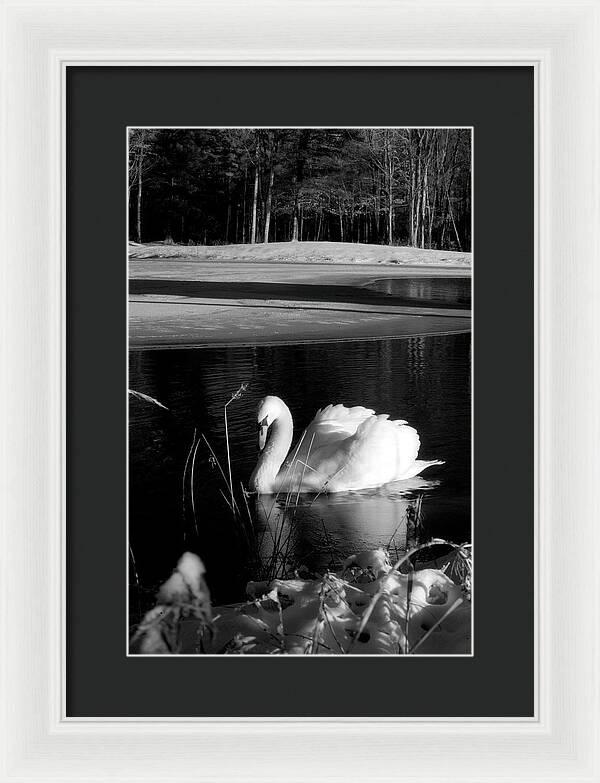 Images of Swans on Water - Framed Print