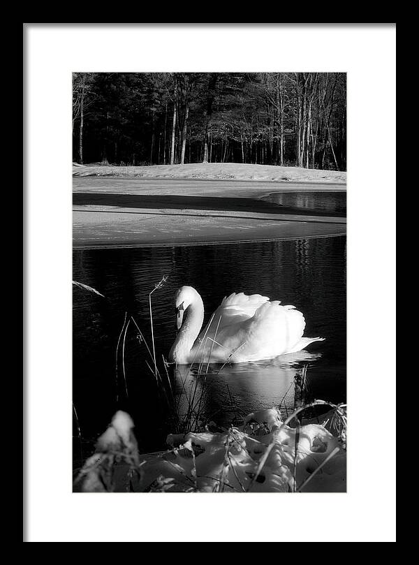 Images of Swans on Water - Framed Print