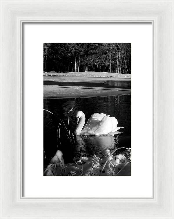 Images of Swans on Water - Framed Print