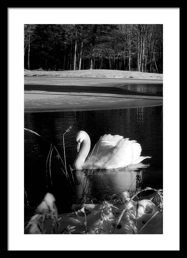 Images of Swans on Water - Framed Print