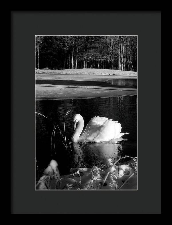 Images of Swans on Water - Framed Print