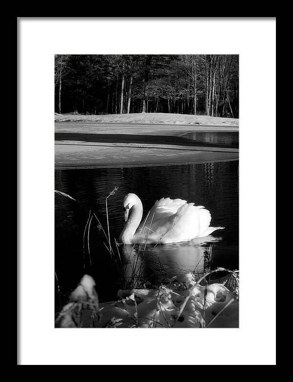 Images of Swans on Water - Framed Print