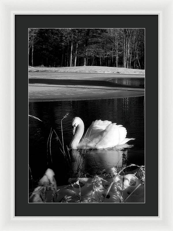 Images of Swans on Water - Framed Print